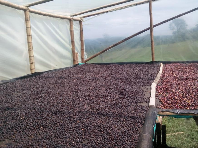 Colombia Huila El Retorno Natural - *51623* - 25636 - 70.0 kg GrainPro Bags - SPOT RCWHSE