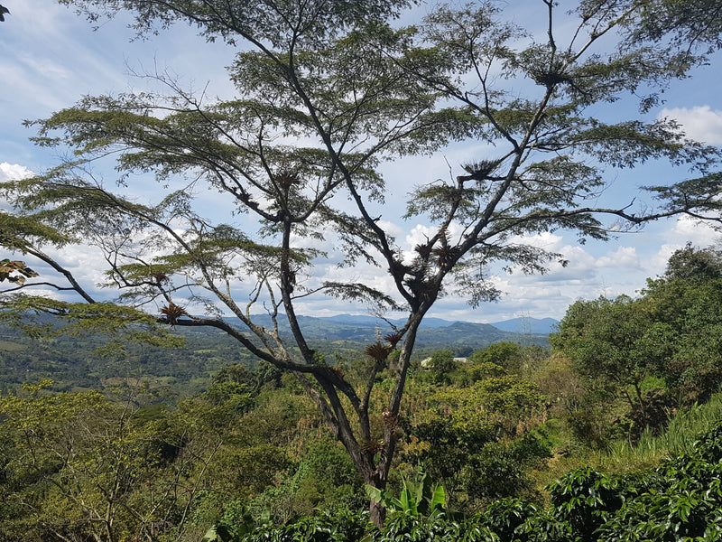 Colombia Huila El Retorno Natural - *51623* - 25636 - 70.0 kg GrainPro Bags - SPOT RCWHSE