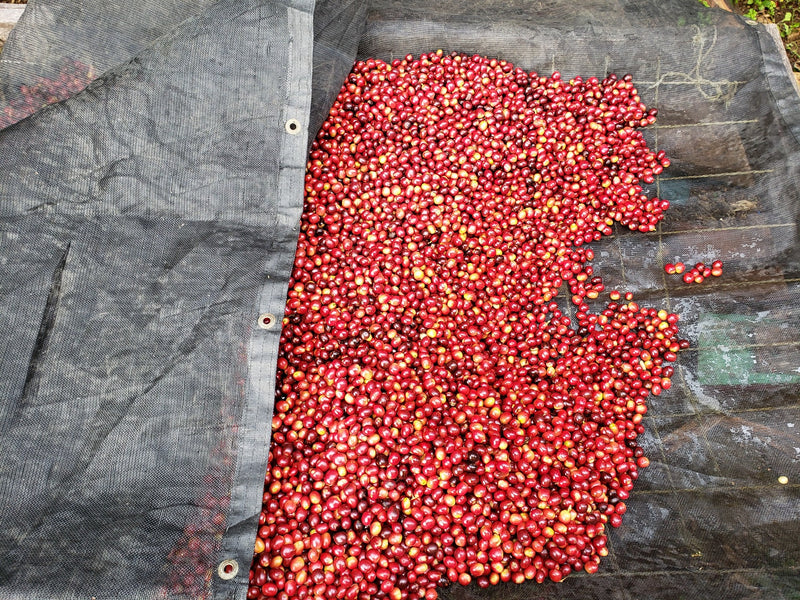 Colombia Huila El Retorno Natural - *51623* - 25636 - 70.0 kg GrainPro Bags - SPOT RCWHSE
