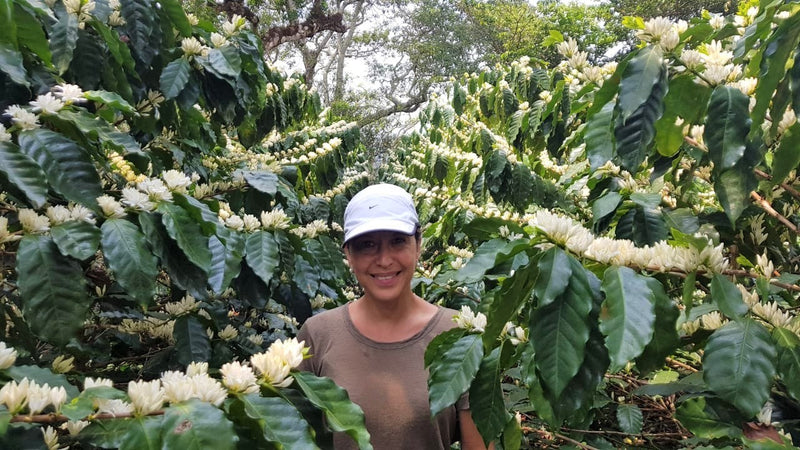 El Salvador Finca Lemus Natural Red Icatu  - 32149 - 34.5 kg GrainPro Bags - SPOT SHANGHAI