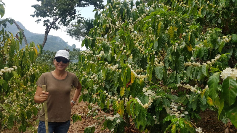 El Salvador Finca Lemus Natural Red Icatu  - 32149 - 34.5 kg GrainPro Bags - SPOT SHANGHAI