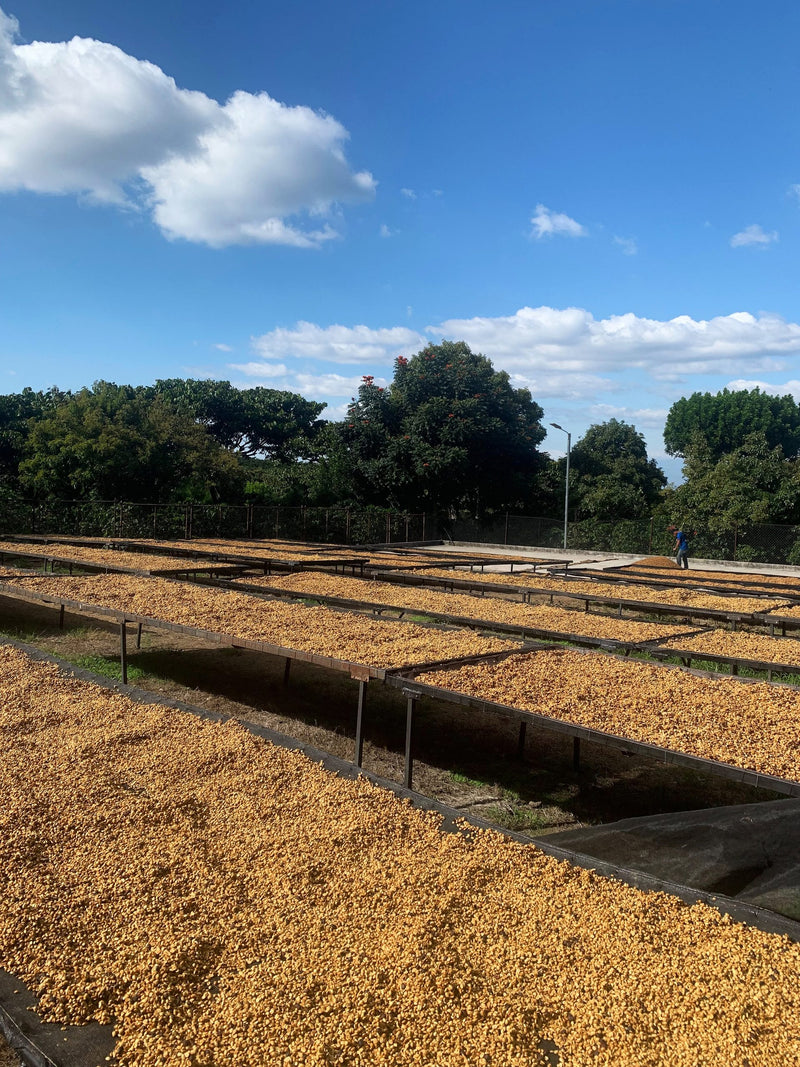 El Salvador La Libertad Loma La Gloria Black Honey - 37365 - GrainPro Bags - SPOT DUPUYHOU