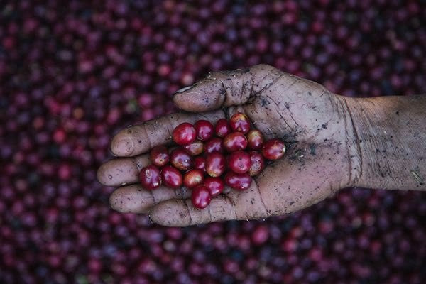 El Salvador La Libertad Loma La Gloria Natural Unicorn - 37366 - GrainPro Bags - SPOT DUPUYHOU