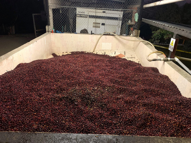 El Salvador La Libertad Loma La Gloria Natural Unicorn - 37366 - GrainPro Bags - SPOT DUPUYHOU