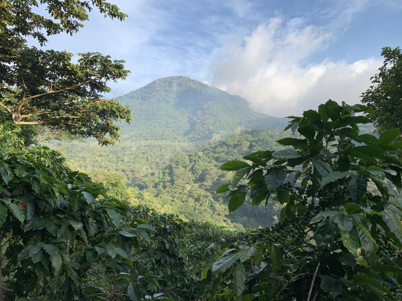 El Salvador La Trinidad Natural - *51288* - 25878 - GrainPro Bags - SPOT RCWHSE R2
