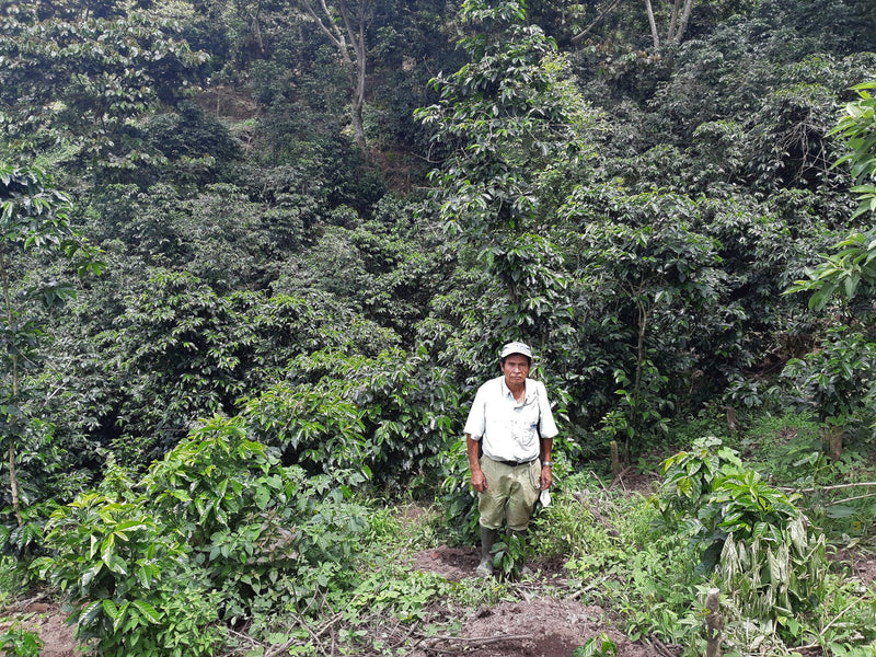 El Salvador Miramar Natural Anerobic - *51289* - 25869 - GrainPro Bags - SPOT RCWHSE