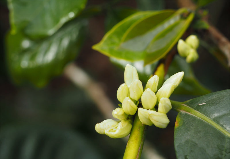 El Salvador Miramar Natural Anerobic - *51289* - 25869 - GrainPro Bags - SPOT RCWHSE
