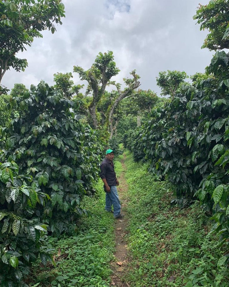 El Salvador Puerto Arturo Natural Pacamara - 37071 - GrainPro Bags - SPOT RCWHSE