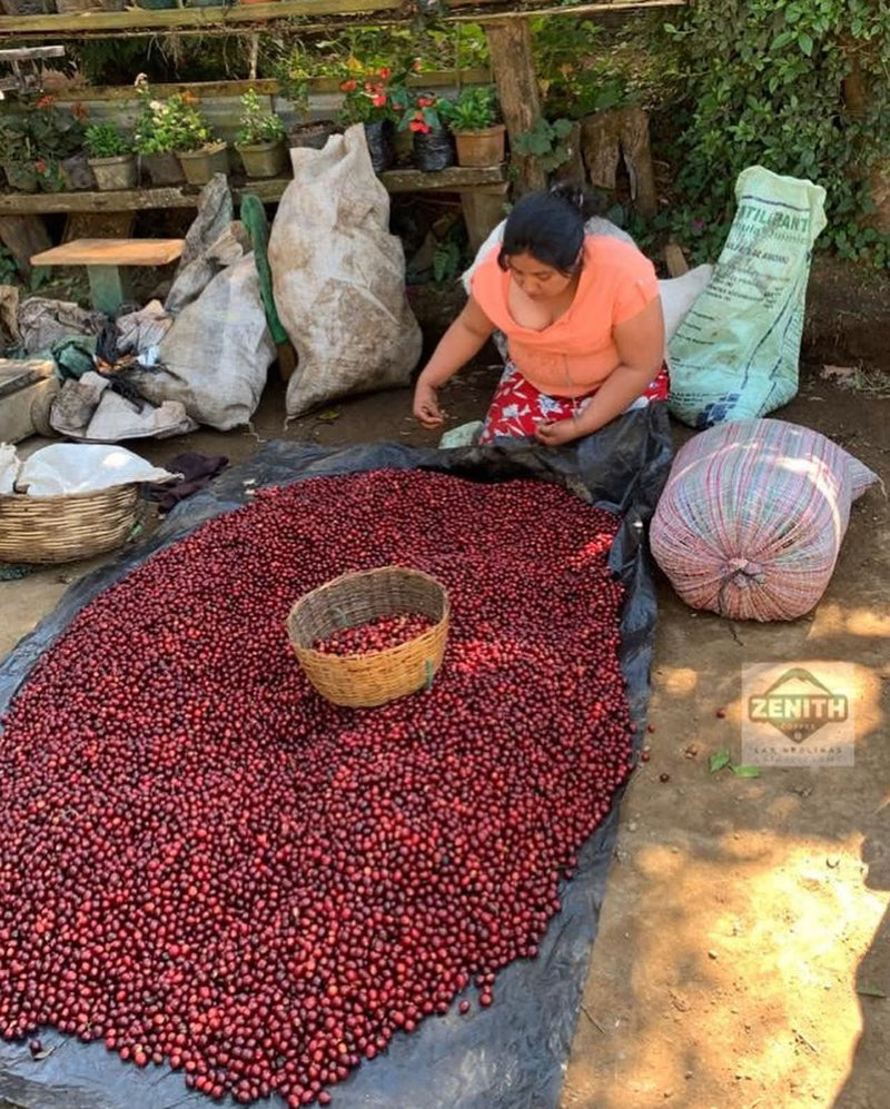 Royal Gem El Salvador Puerto Arturo Natural Pacamara - 37071-1 - SPOT RCWHSE