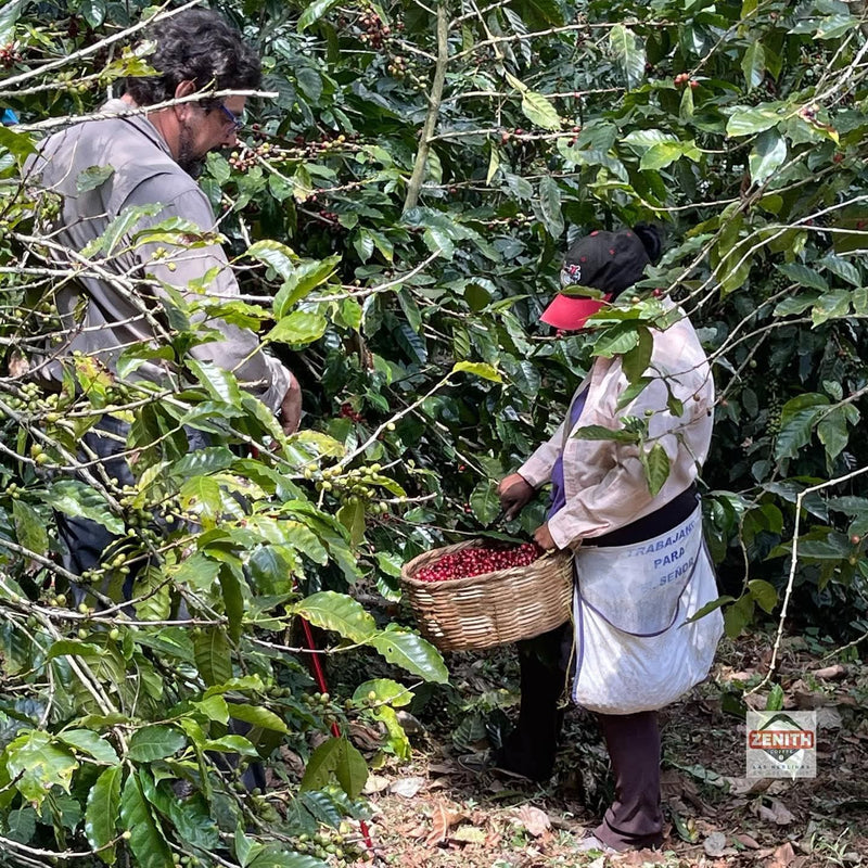 El Salvador Puerto Arturo Natural Pacamara - 37071 - GrainPro Bags - SPOT RCWHSE