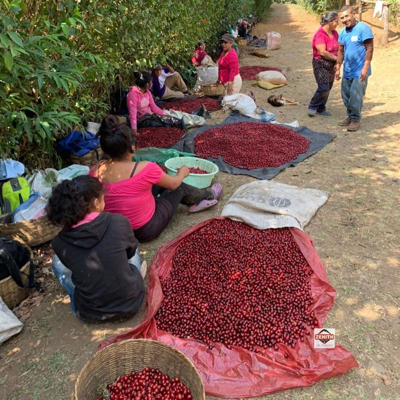 El Salvador Puerto Arturo Anaerobic Natural Pacamara - 40945 - GrainPro Bags - SPOT RCWHSE