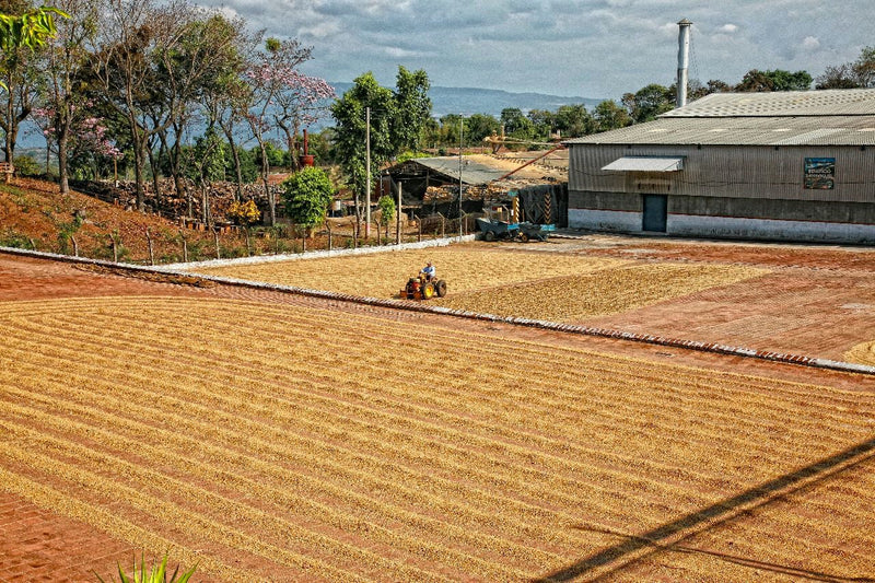 El Salvador Quezaltepeque Finca La Esperanza Natural  - 34617-2 - Ecotact Bags - SPOT COSEATAC