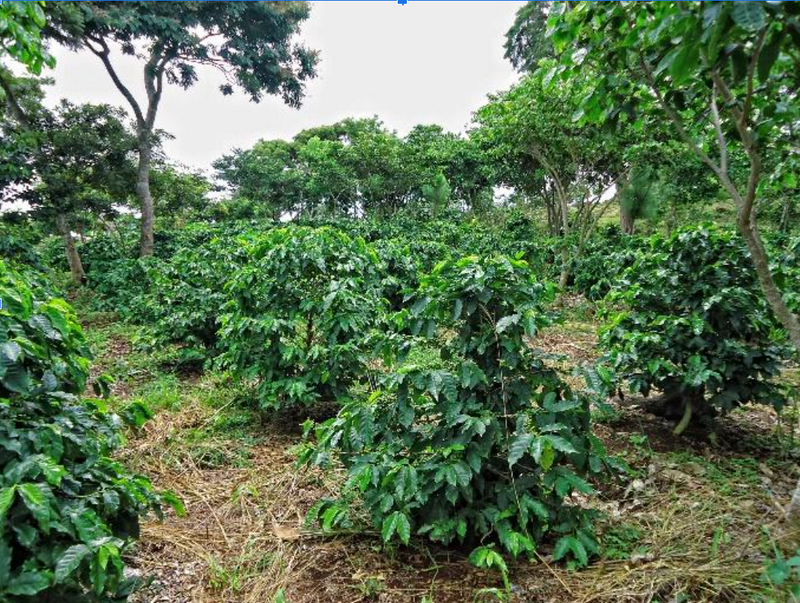 El Salvador Quezaltepeque Finca La Esperanza Natural  - 36448-1 - Ecotact Bags - SPOT SEAFORTH