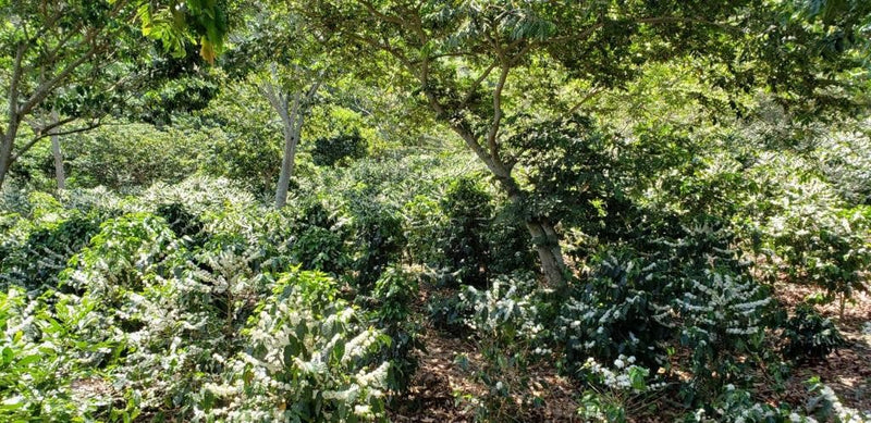 El Salvador Quezaltepeque Finca La Esperanza Natural  - 34616 - Ecotact Bags - SPOT RCWHSE