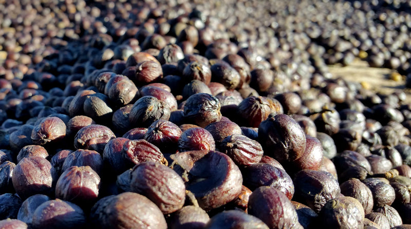 El Salvador Santa Leticia Natural Bourbon - *46824C* - 25425 - GrainPro Bags - SPOT SHANGHAI