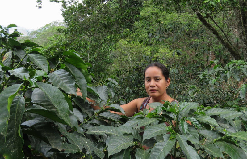 HONDURAS FT-FLO/USA ORGANIC COMSA MANOS DE MUJER SHG EP - 30915 - GrainPro Bags - SPOT RCWHSE