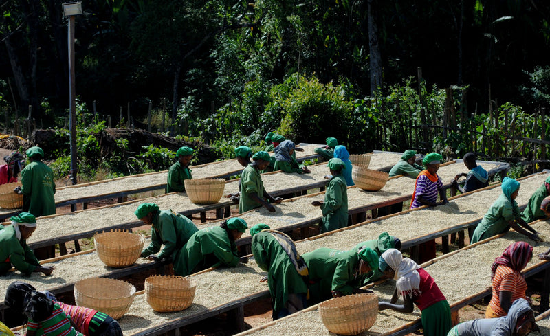 ETHIOPIA YIRGACHEFFE GEDEB 1 WASHED ORGANIC CHELBESA - Lot 114 *49823W* - 25537 - GrainPro Bags - SPOT COSEATAC