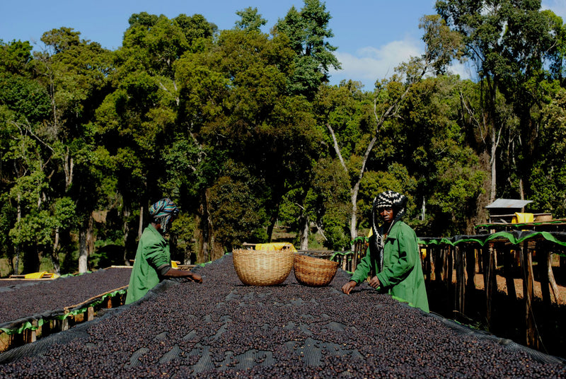 CROWN JEWEL ETHIOPIA ORGANIC BANKO CHELCHELE HAMBELA NATURAL - *CJO1443* - 24774 - SPOT RCWHSE