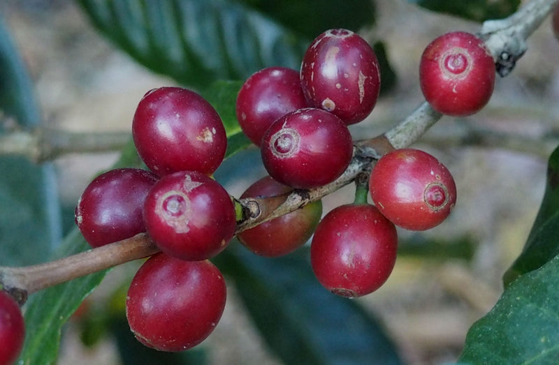 ETHIOPIA YIRGACHEFFE 1 NATURAL ORGANIC ABERA GOLE - *50048W* - 25862 - GrainPro Bags - SPOT COSEATAC