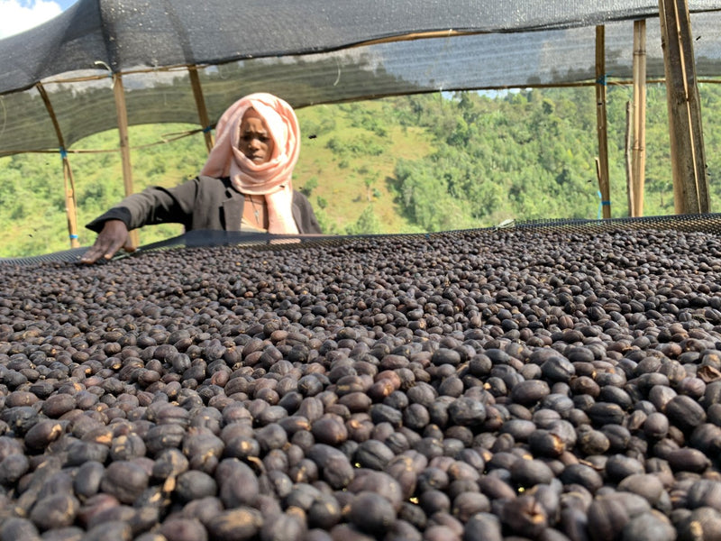 Ethiopia Sidamo 3 Natural Shantewene - *52446* - 27211 - GrainPro Bags - SPOT COSEATAC