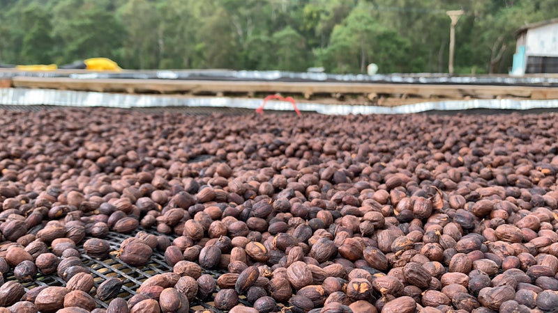 Ethiopia Sidamo 3 Natural Shantewene - *52444* - 27209 - GrainPro Bags - SPOT RCWHSE