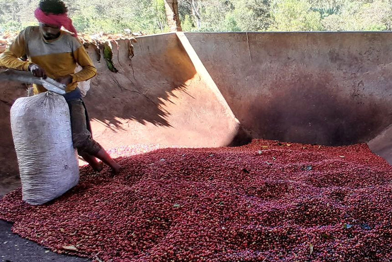 Ethiopia Bench Maji 2 Washed - 36112 - SPOT RCWHSE