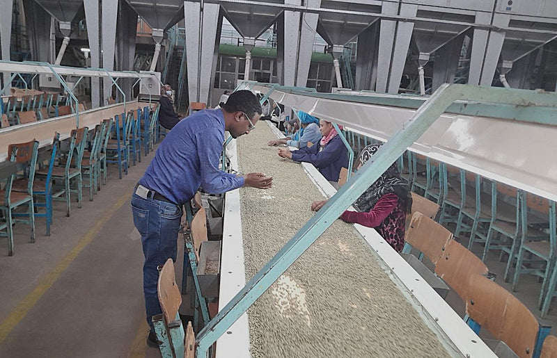 Ethiopia Bench Maji 2 Washed - 36111-1 - SPOT COSEATAC
