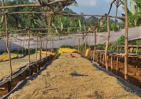 Ethiopia Bench Maji 2 Washed - 36115 - SPOT RCWHSE