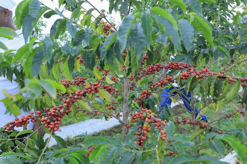 Ethiopia Bench Maji 2 Washed - 36112 - SPOT RCWHSE