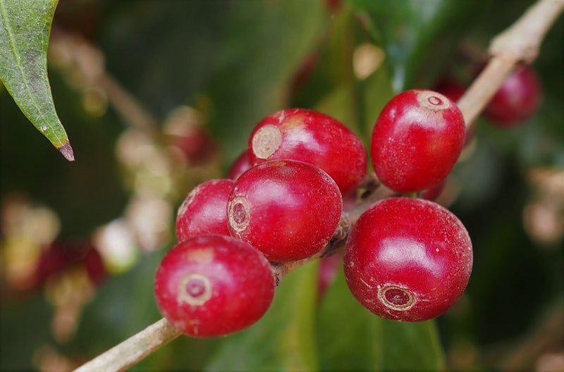 Ethiopia Farmgate COE National Select Jury Yirgacheffe 1 Natural Ageze Balcha Begna - 29929 - GrainPro Bags - SPOT RCWHSE