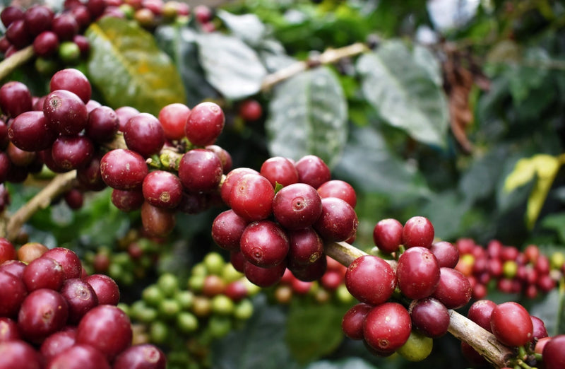 Ethiopia Farmgate COE National Select Jury Jimma 1 Natural Tijani Oli Faxuma - 29935 - GrainPro Bags - SPOT RCWHSE