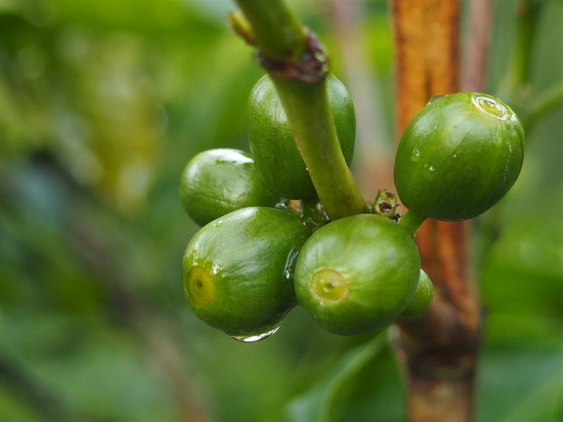 Ethiopia Farmgate COE National Select Jury Jimma 1 Natural Indris Hussien Ahmed - 29939 - GrainPro Bags - SPOT RCWHSE