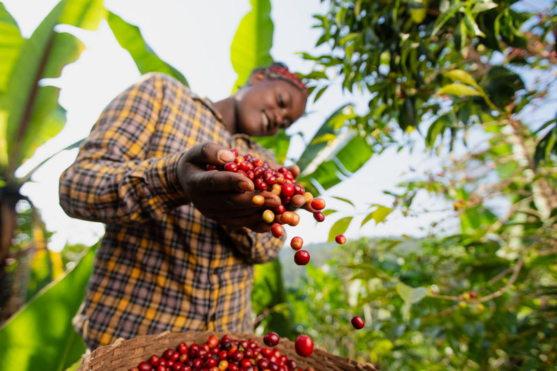 Ethiopia Gedeb 1 Natural Gotiti Tigist - Lot 22 - 36705 - GrainPro Bags - SPOT RCWHSE