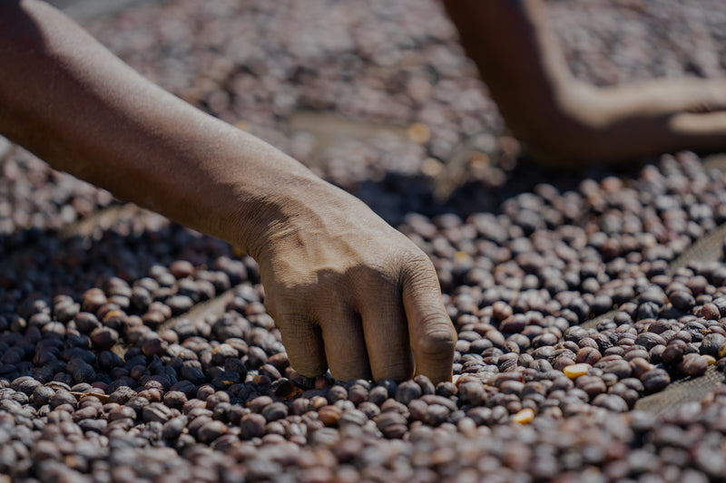 Ethiopia Gedeb 1 Natural Gotiti Tigist - Lot 22 - 36705 - GrainPro Bags - SPOT RCWHSE