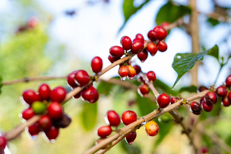 Ethiopia Gedeb 1 Natural Gotiti Tigist - Lot 22 - 36705 - GrainPro Bags - SPOT RCWHSE