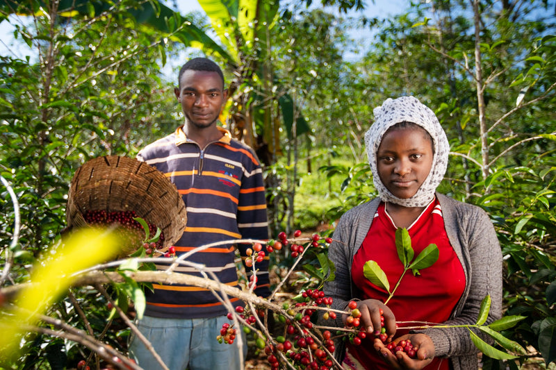 Ethiopia Gedeb 1 Honey Lalesa  - Lot 8 - 36697 - GrainPro Bags - SPOT RCWHSE