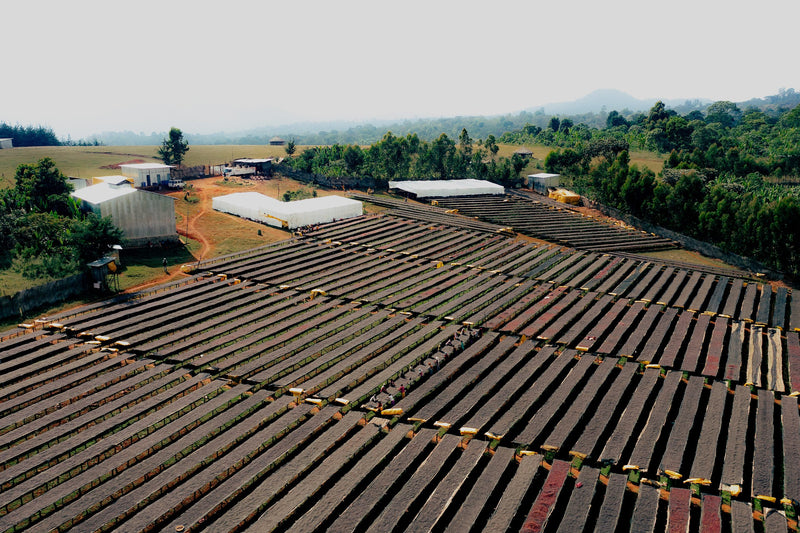 Ethiopia Gedeb 1 Natural Lalesa Slow Dry Ephtah Site - Lot 20 - 36703 - GrainPro Bags - SPOT RCWHSE