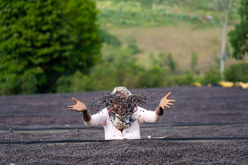 Ethiopia Gedeb 1 Natural Lalesa Slow Dry Ephtah Site - Lot 20 - 36703 - GrainPro Bags - SPOT RCWHSE