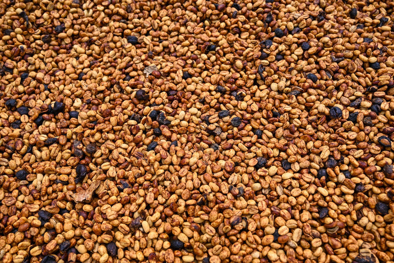 Ethiopia Gedeb 1 Red Honey Danche - 39989 - 30.0 kg GrainPro Bags - March 2026 Shipment - SHANGHAI