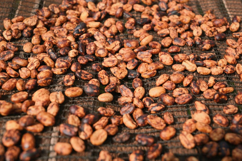 Ethiopia Gedeb 1 Red Honey Danche - 39989 - 30.0 kg GrainPro Bags - March 2026 Shipment - SHANGHAI