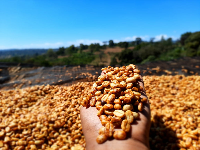 Ethiopia Gedeb 1 Red Honey Danche - 39989 - 30.0 kg GrainPro Bags - March 2026 Shipment - SHANGHAI