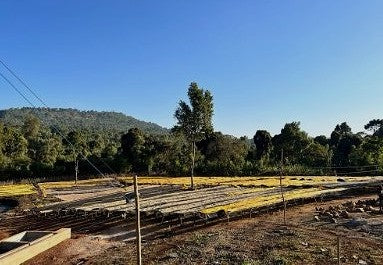 Ethiopia Gedeb 1 Washed Reku Habtamu - Lot 169 - 36810 - GrainPro Bags - SPOT RCWHSE