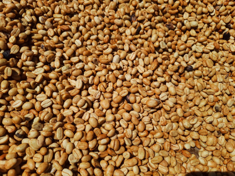 Ethiopia Gedeb 1 White Honey Worka Chelchele - 39992 - 30.0 kg GrainPro Bags - March 2026 Shipment - SHANGHAI