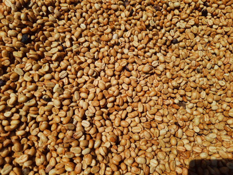 Ethiopia Gedeb 1 White Honey Worka Chelchele - 39992 - 30.0 kg GrainPro Bags - March 2026 Shipment - SHANGHAI