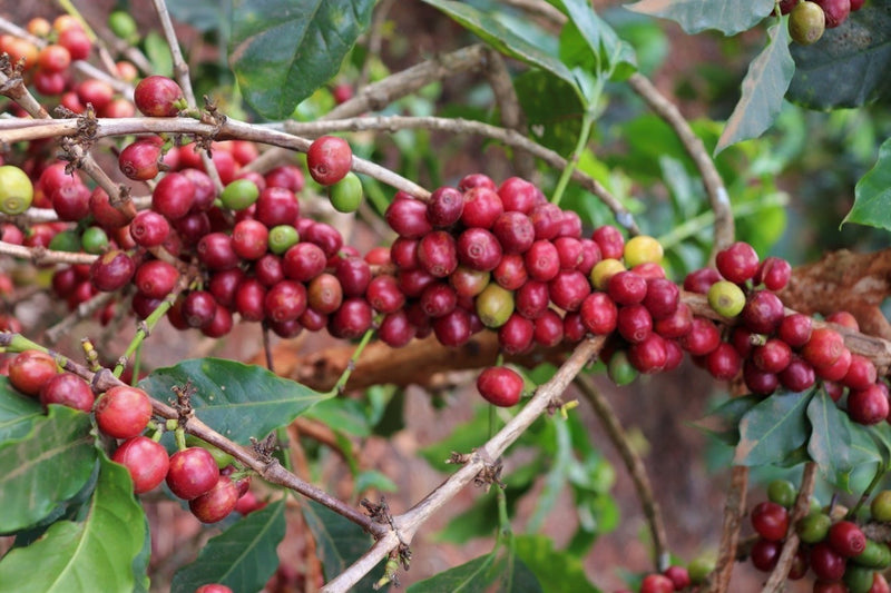 Ethiopia Gedeb 3 Natural Banko Dhadhato - 29452 - GrainPro Bags - SPOT RCWHSE