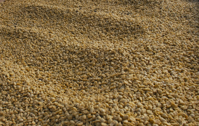 Ethiopia Gedeb Gotiti Grade Zero Washed - 28154 - 30.0 kg Box/Vacuum Pack - SPOT SHANGHAI