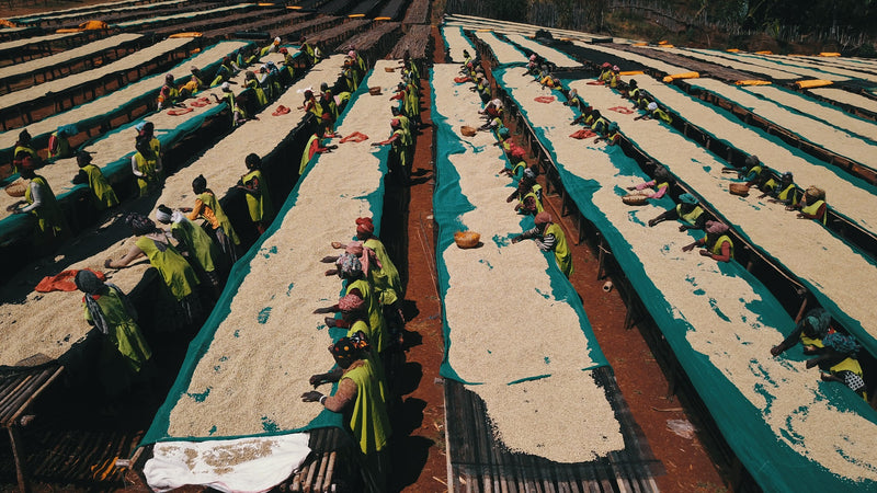 Ethiopia Gedeb Wuri Grade Zero Washed 15/16 - *46854-3* - 24730 - 30.0 kg Box/Vacuum Pack - SPOT RCWHSE