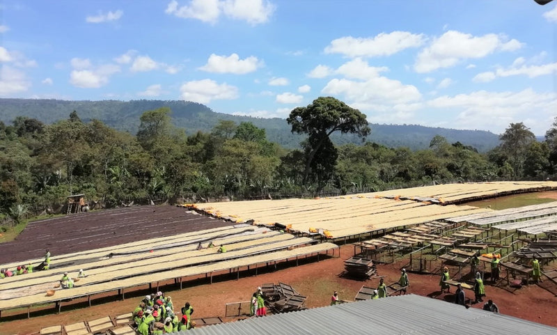Ethiopia Gedeb Wuri Grade Zero Washed 15/16 - *46854-1* - 24727 - 30.0 kg Box/Vacuum Pack - SPOT RCWHSE
