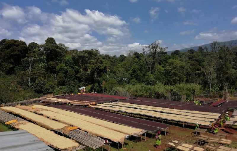 Ethiopia Gedeb Wuri Grade Zero Washed 15/16 - *46854-3* - 24730 - 30.0 kg Box/Vacuum Pack - SPOT RCWHSE