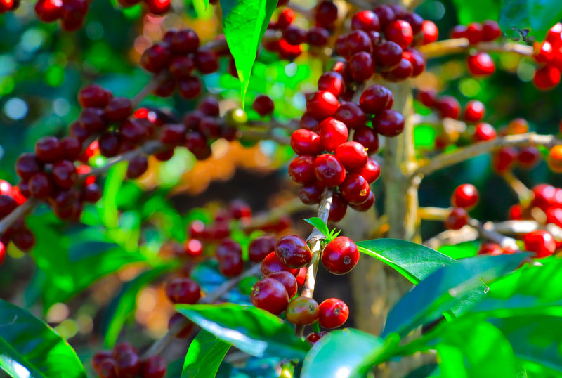Ethiopia Gesha 1 Natural Gesha  - 33916 - 30.0 kg GrainPro Bags - SPOT SHANGHAI